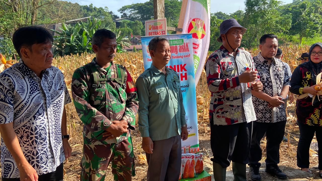 Babinsa Koramil 0901-01/Samarinda Ulu Dampingi Panen Jagung Pipil di Bukit Pinang