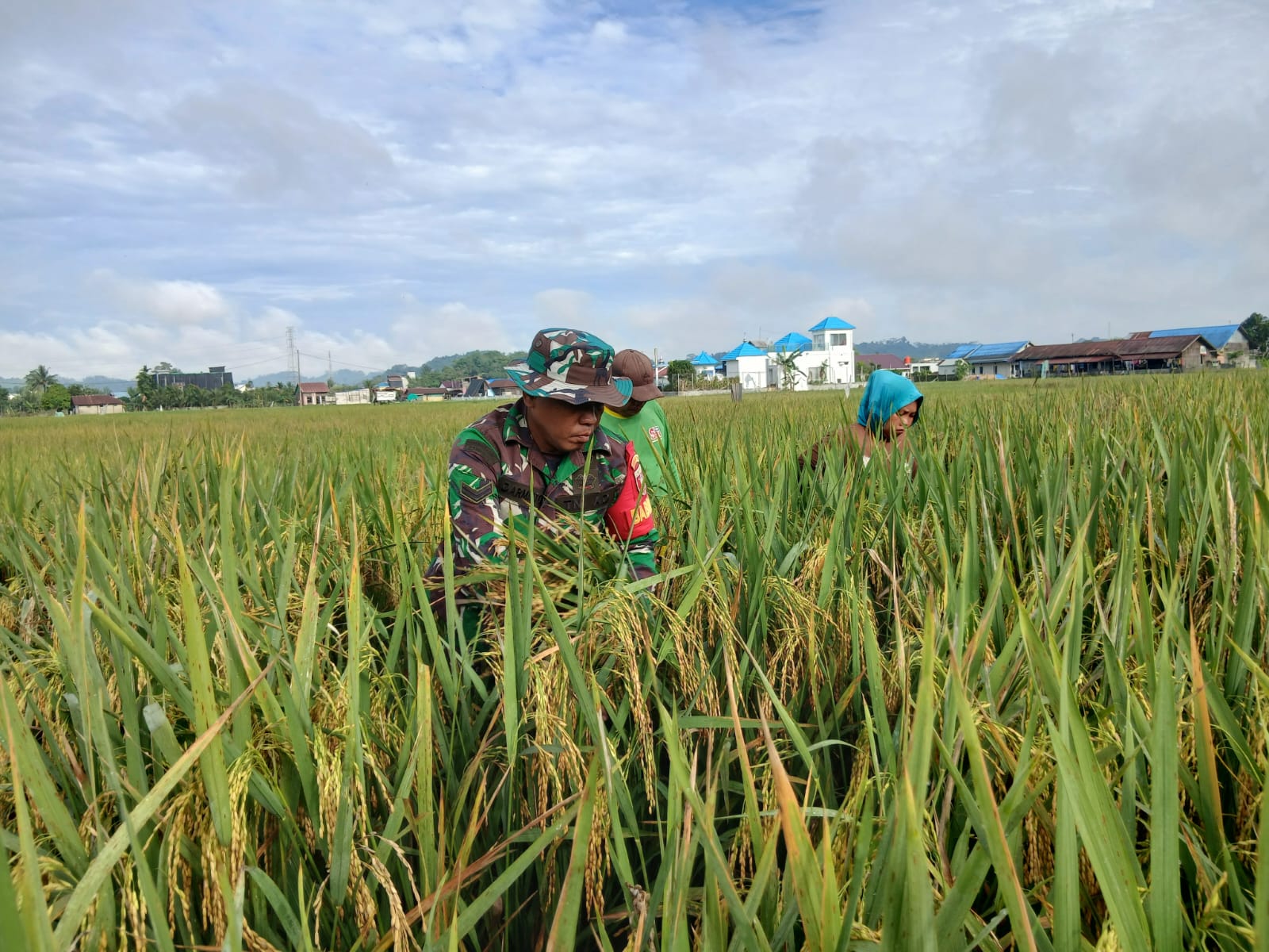 Babinsa Koramil 0901-03/Samarinda Seberang Dampingi Petani Panen Padi Di Wilayah Binaan
