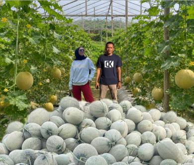 Ibrahim, dari Tehnik ke Perbankan Hingga Sukses di Industri Pertanian Melon